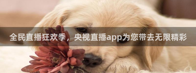 24直播免费足球直播高清：全民直播狂欢季，央视直播app为您带去无限精彩