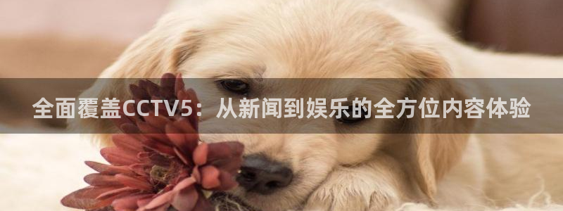 24直播网中超：全面覆盖CCTV5：从新闻到娱乐的全方位内容体验