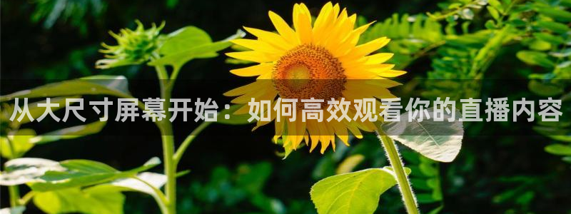 24直播网nba直播足球：从大尺寸屏幕开始：如何高效观看你的直播内容